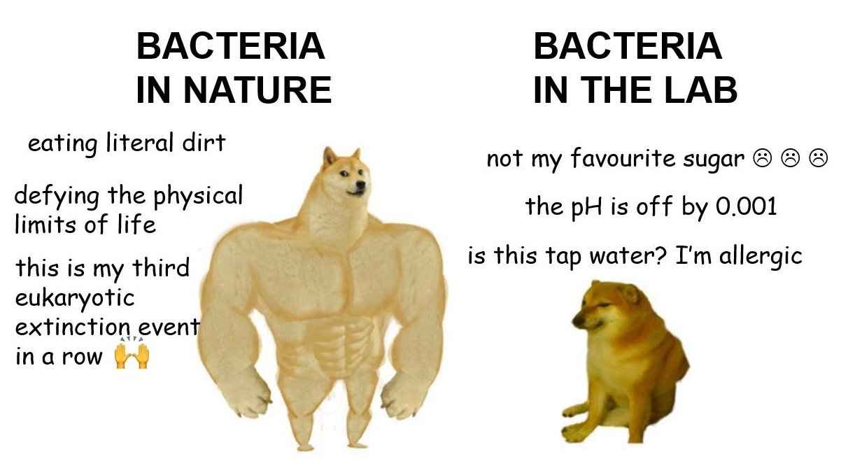 Bacteria: Tough In Nature, Drama Queens In The Lab