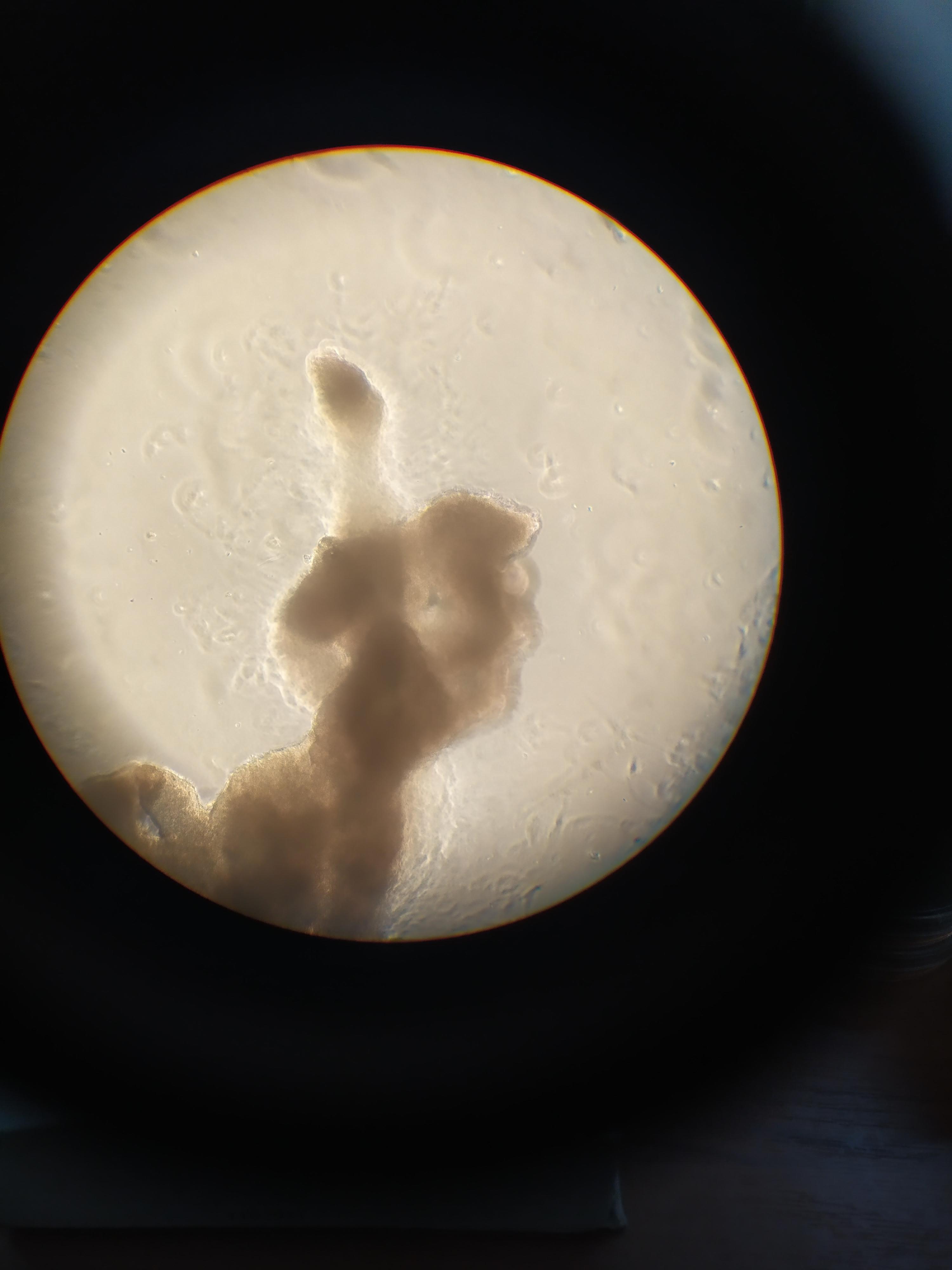 Microscopic Easter Bunny Makes Surprise Lab Appearance