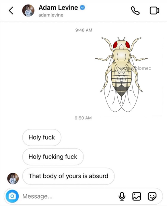 The Unsolicited Fruit Fly Pic