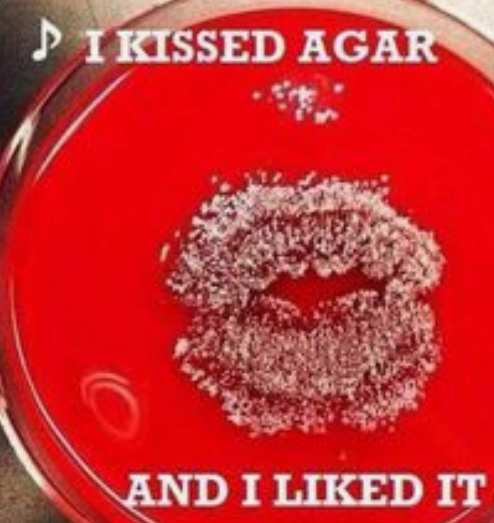 I Kissed Agar And I Liked It