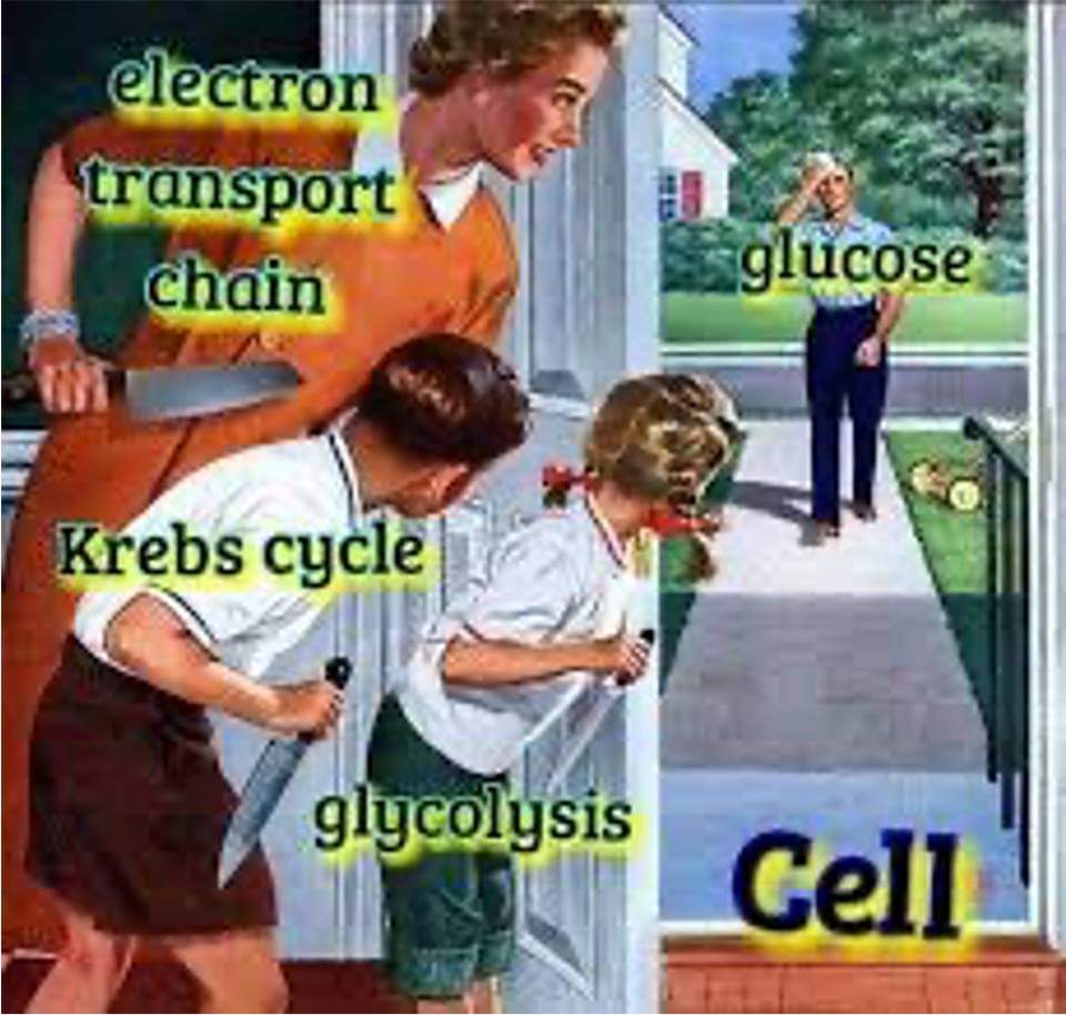 Cellular Respiration Mafia