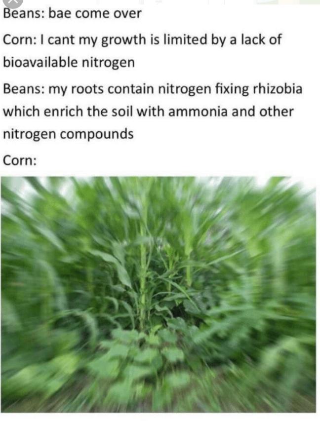 Corn Be Out Here Like