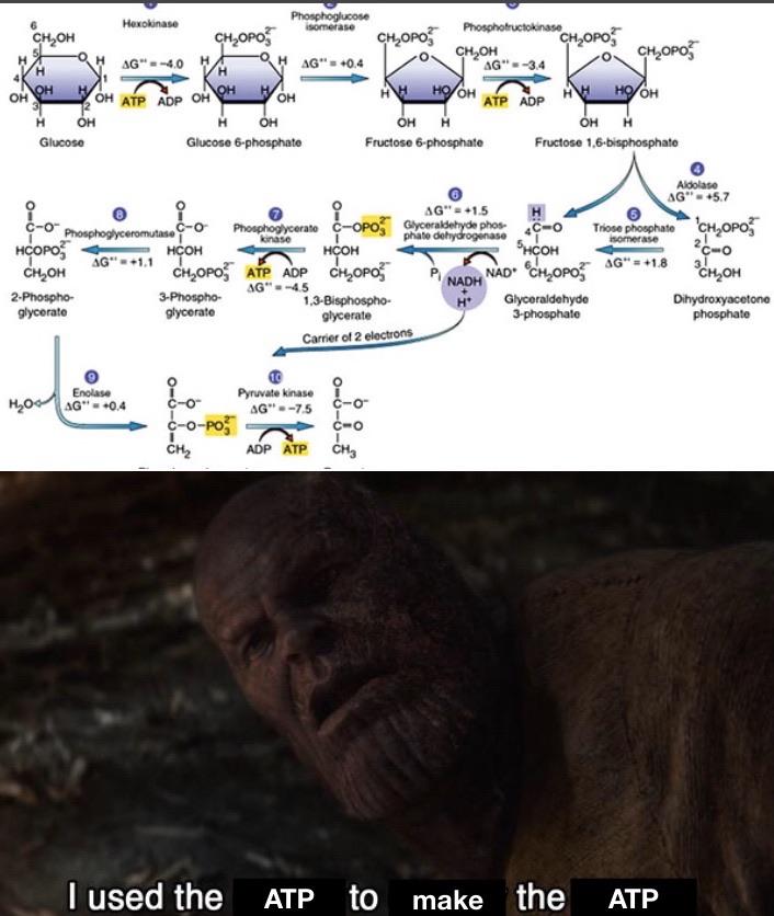 Glycolysis