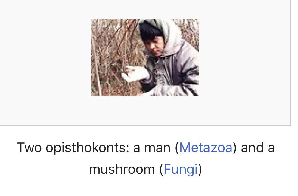 Two Kingdoms, One Evolutionary Family
