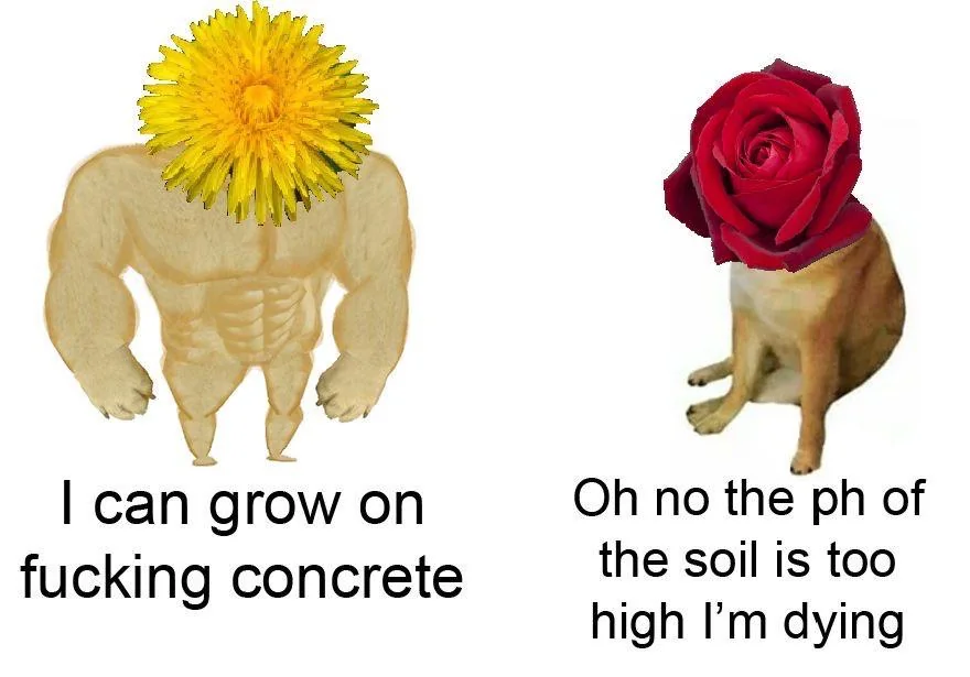 Dandelion Vs. Rose: The pH Showdown