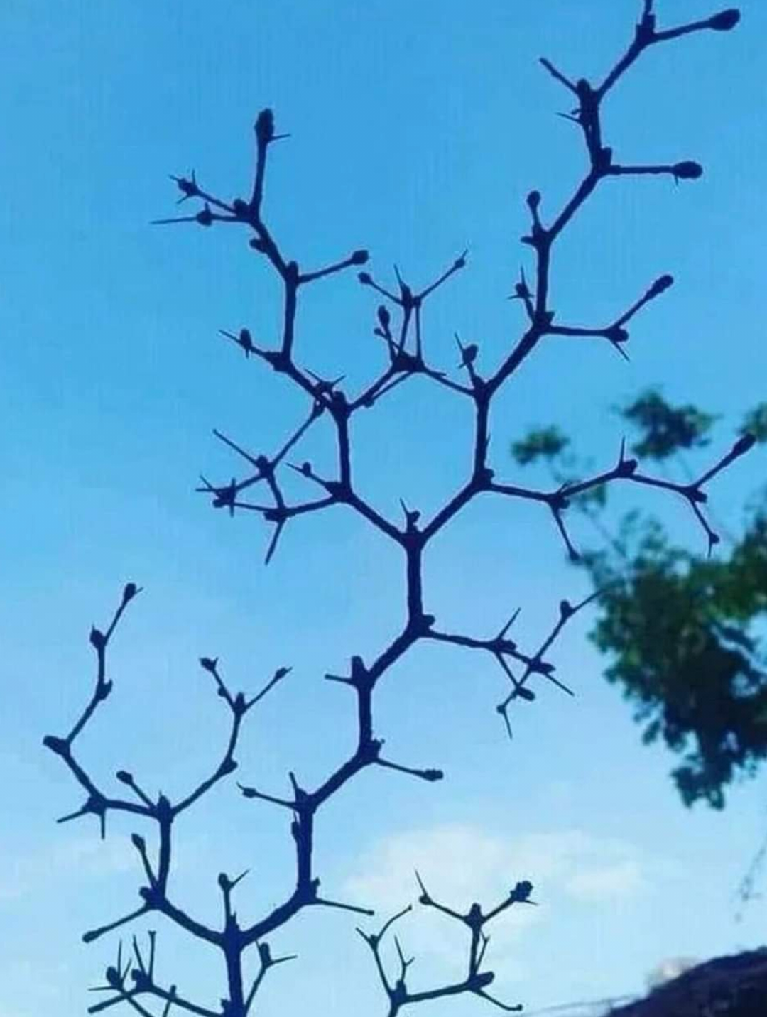 It's A Chemistree