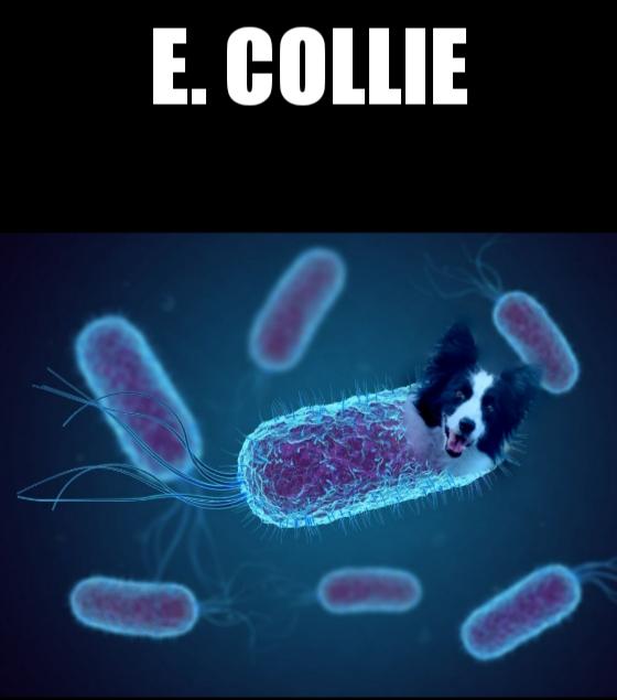 E. Collie: When Microbiology Gets Furry