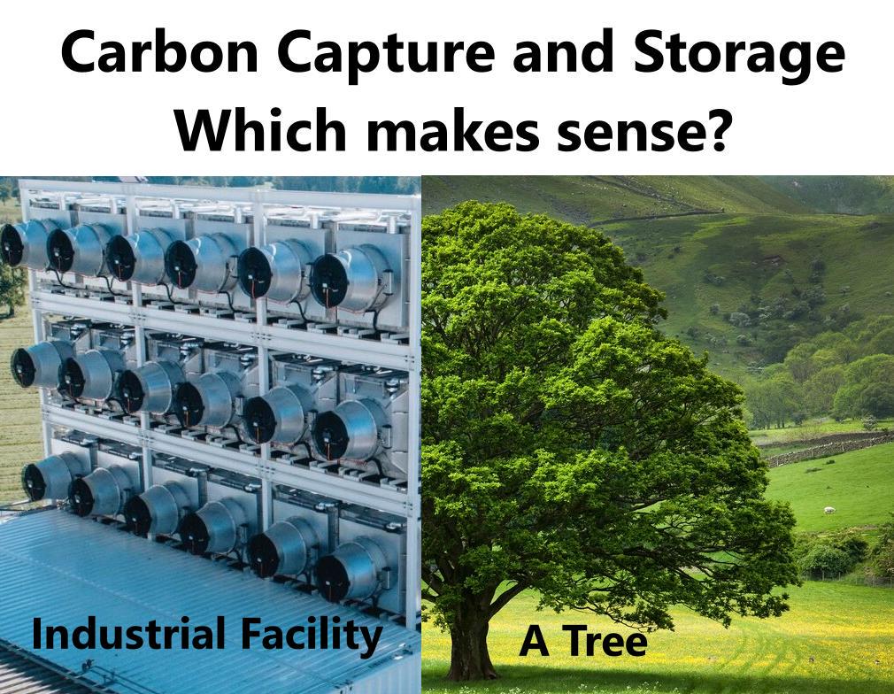 Nature's Carbon Capture Vs. Human Engineering