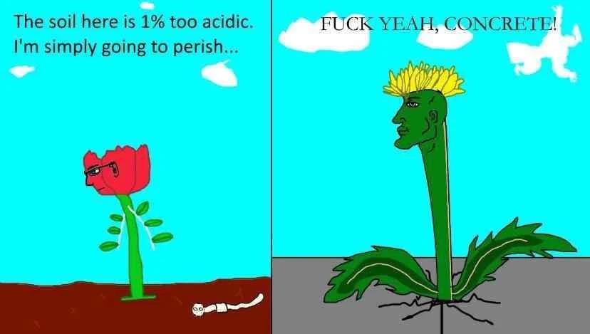 Plant Survival: Drama In The Garden