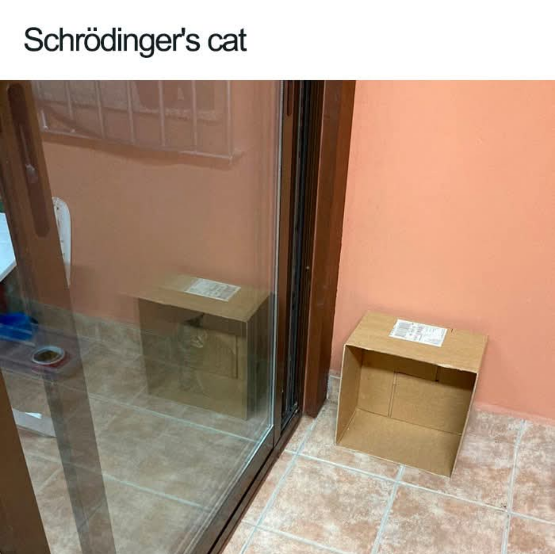 Schrödinger 'S Cat 🐈