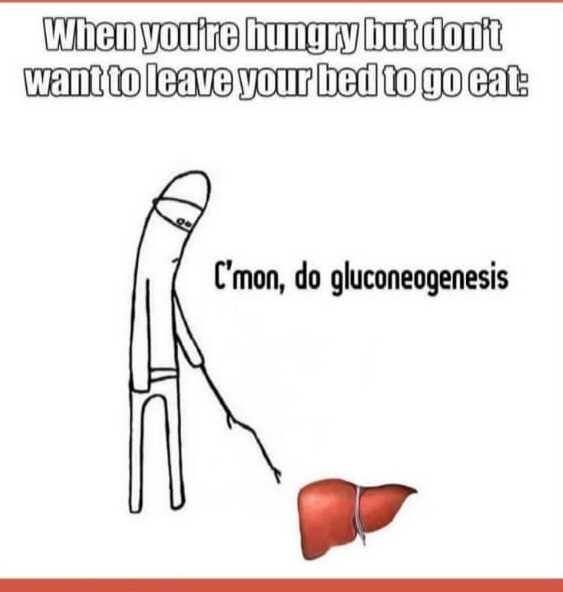 Your Liver: The Ultimate Enabler Of Laziness