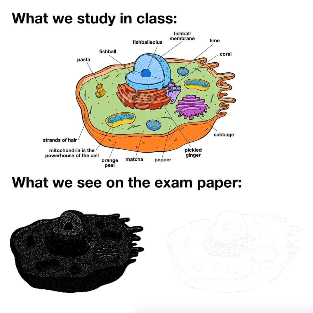 The Cell Anatomy Exam Nightmare