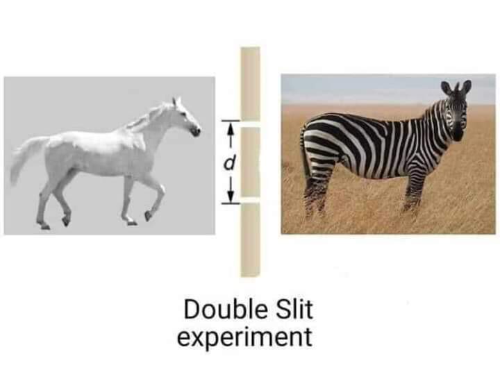 When Quantum Physics Explains Zebra Stripes