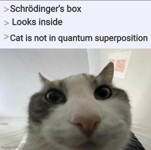 Quantum Expectations Vs Feline Reality