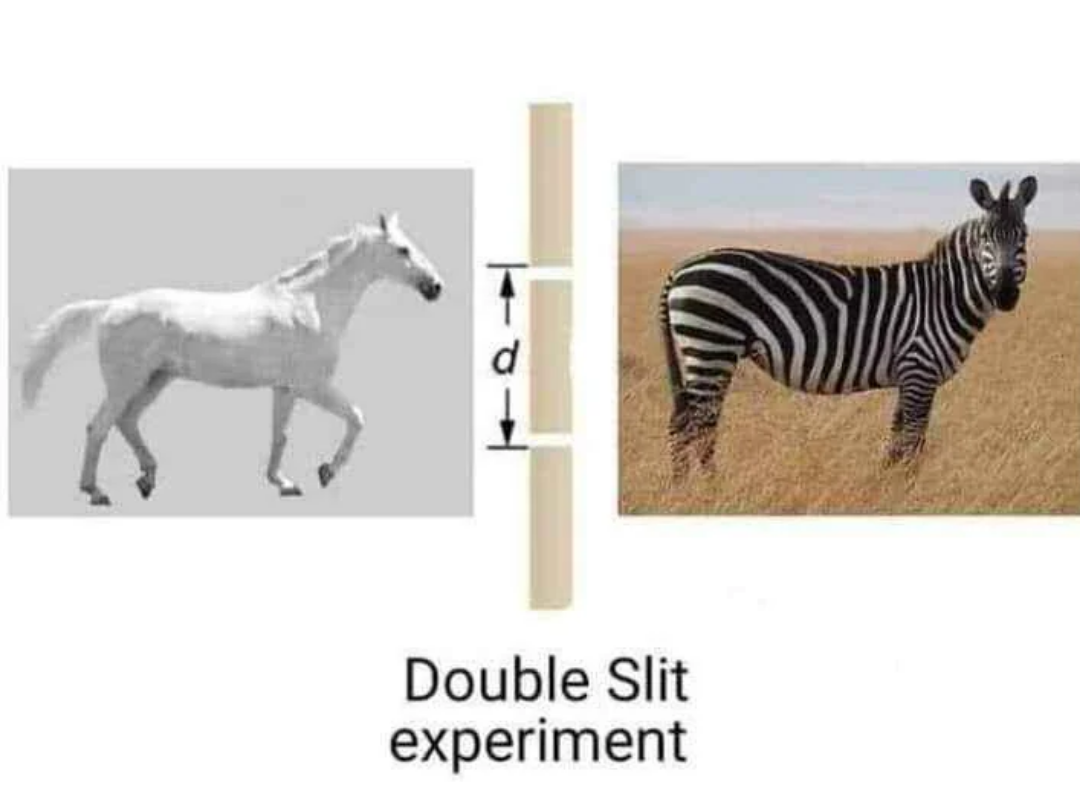 Quantum Stripes: The Double Slit Equine Experiment