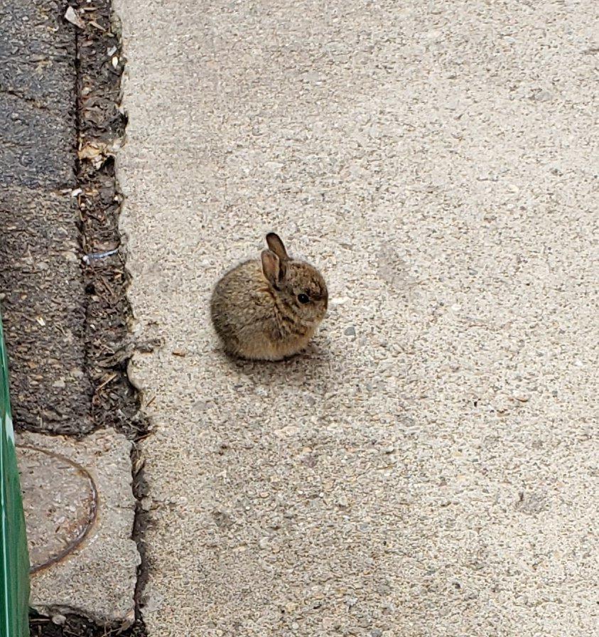 Assume The Bunny To Be Spherical