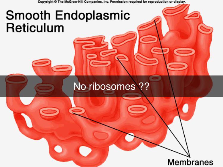 Smooth Endoplasmic Reticulum: All Style, No Ribosomes