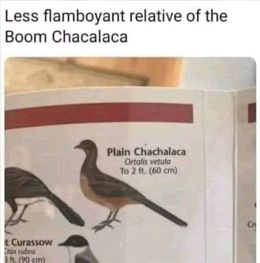 Less Flamboyant Relative Of The Boom Chachalaca