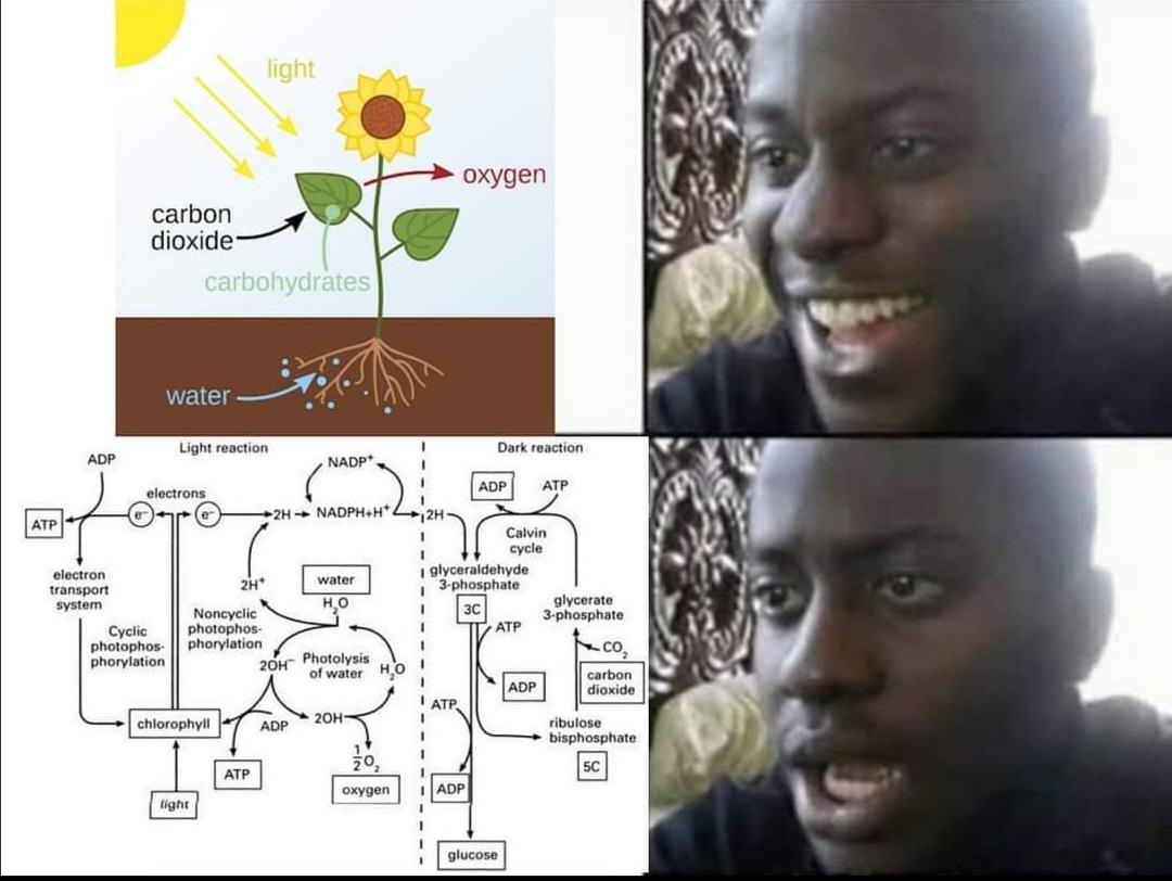 The Photosynthesis Progression