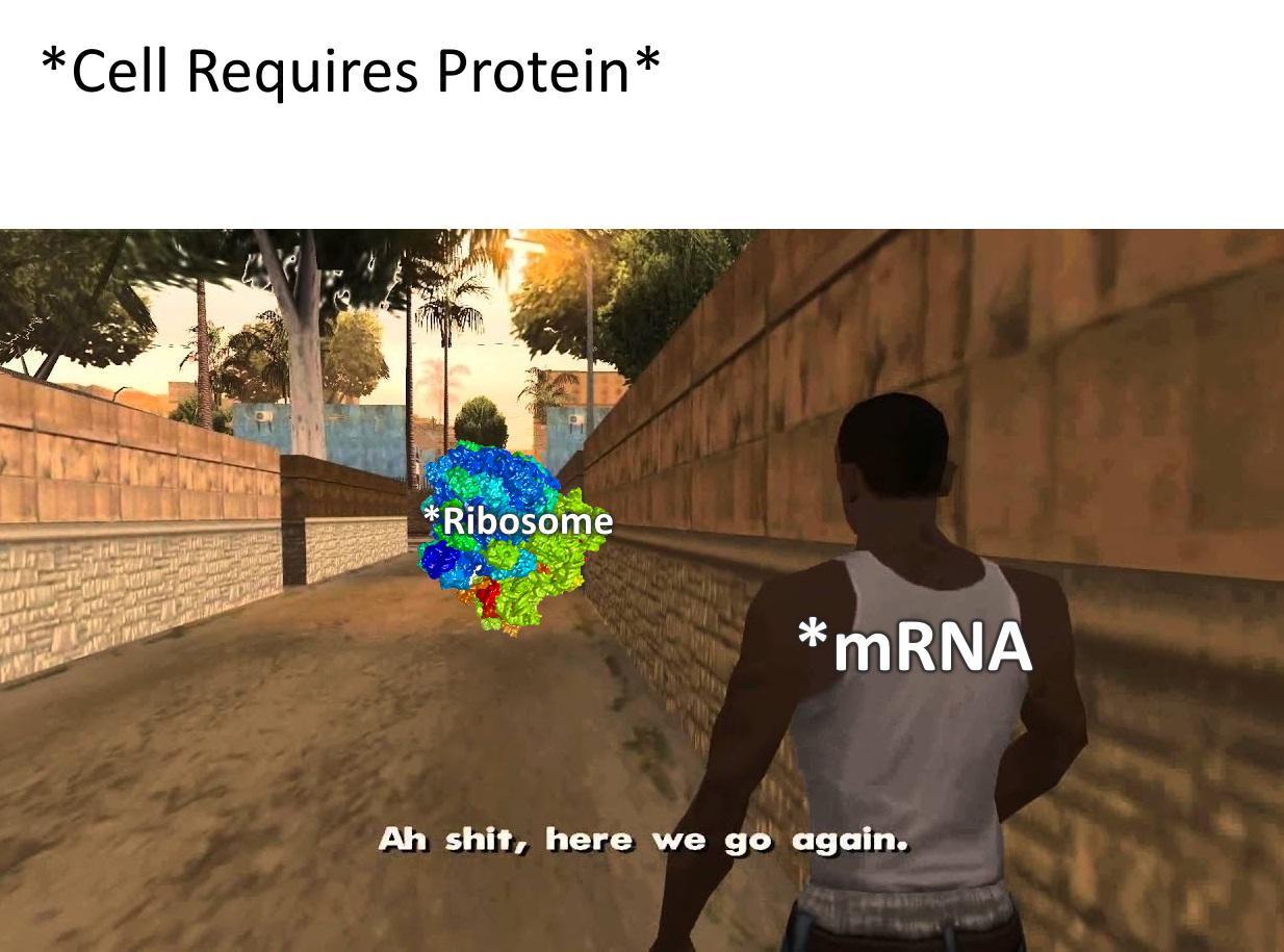The Protein Factory Never Sleeps