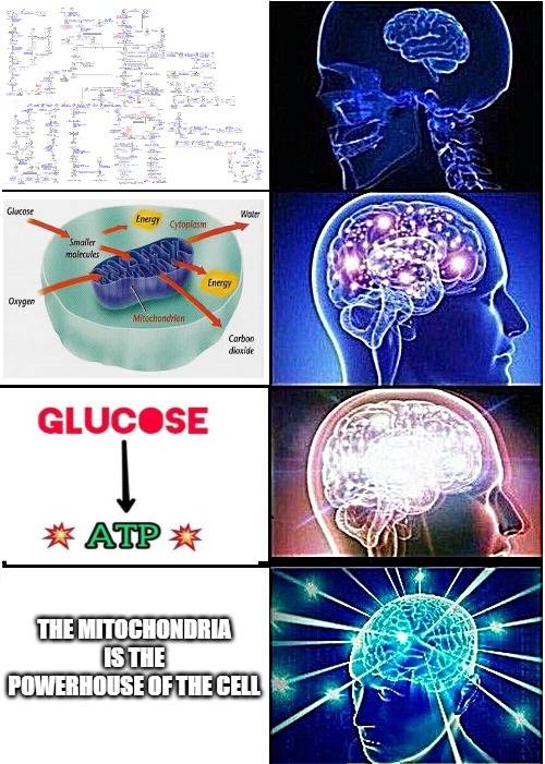 Mitochondria: The Only Biology Fact You'll Remember Forever