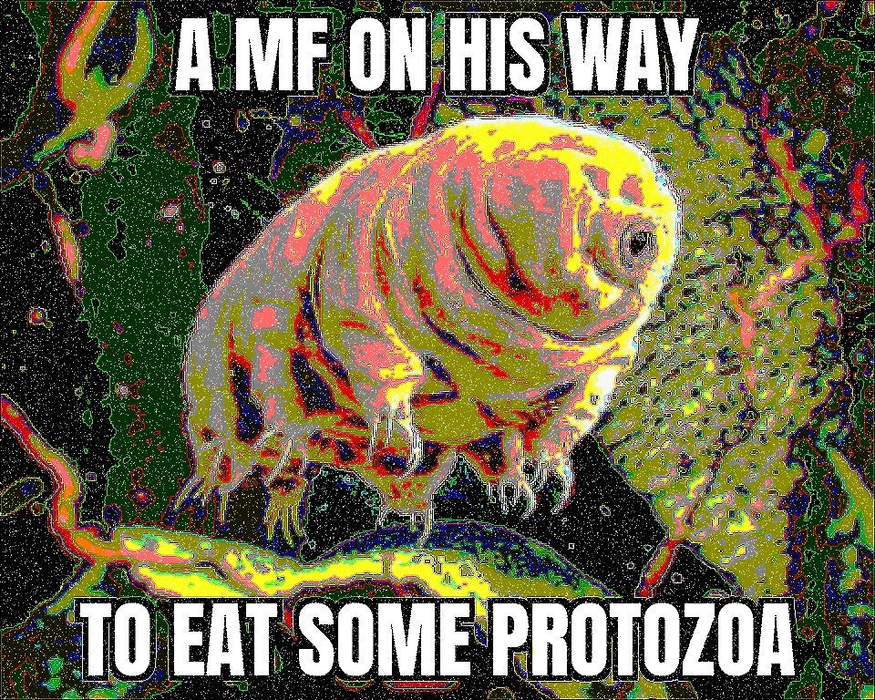 A Tardigrade On His Way To Eat Some Protozoa