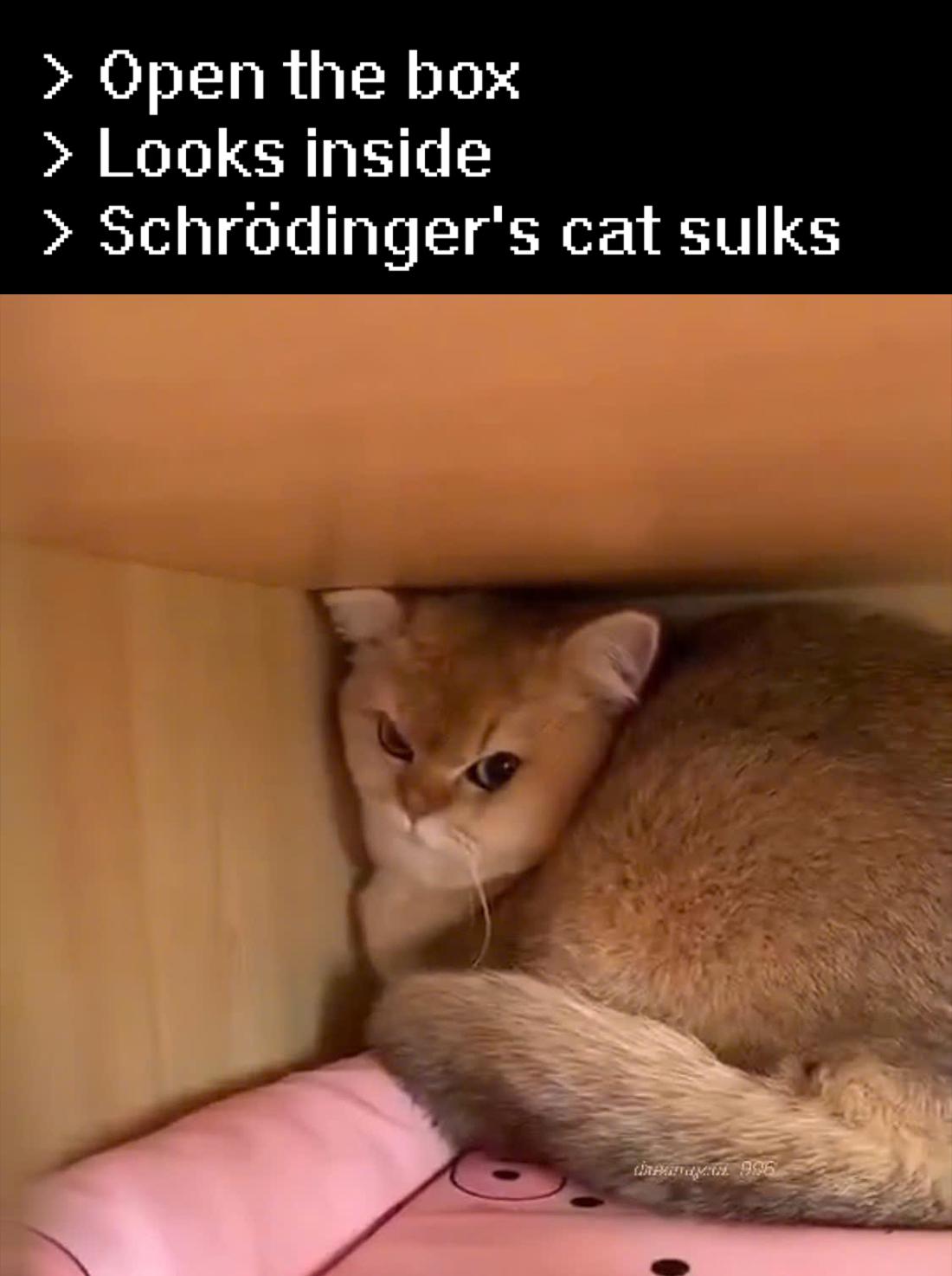 Quantum Cattitude: When Schrödinger's Experiment Gets Real