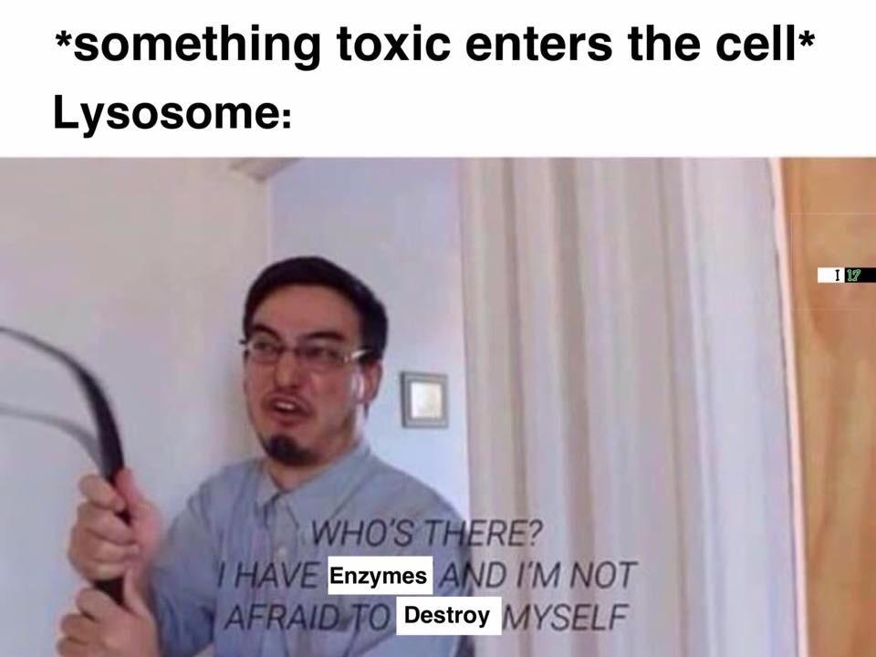 Apoptosis And Necrosis: The Cellular Kamikaze Squad