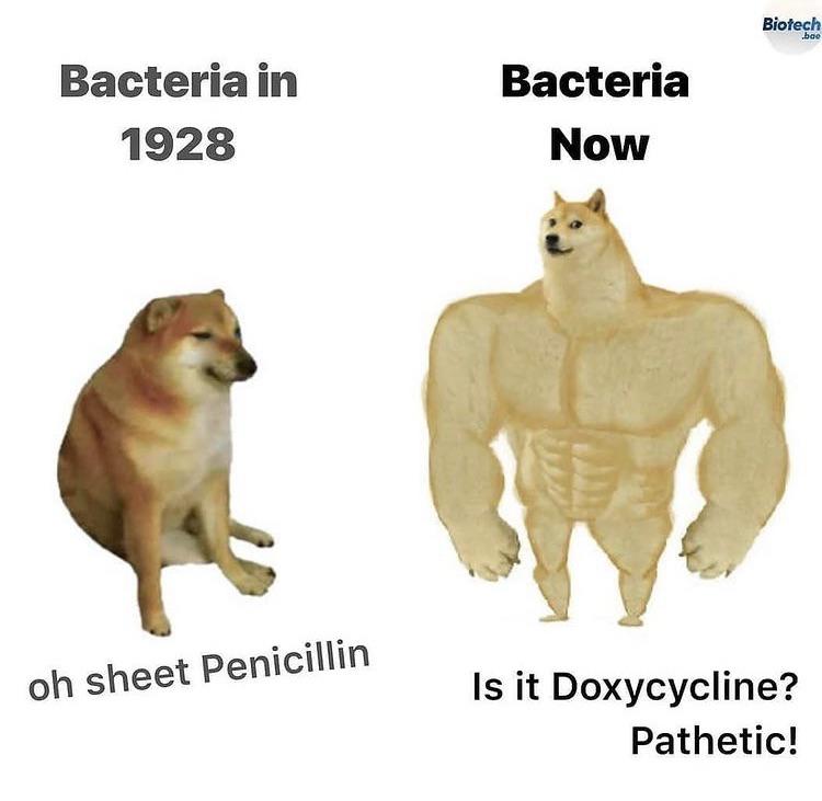Bacterial Gains: When Microbes Hit The Evolutionary Gym