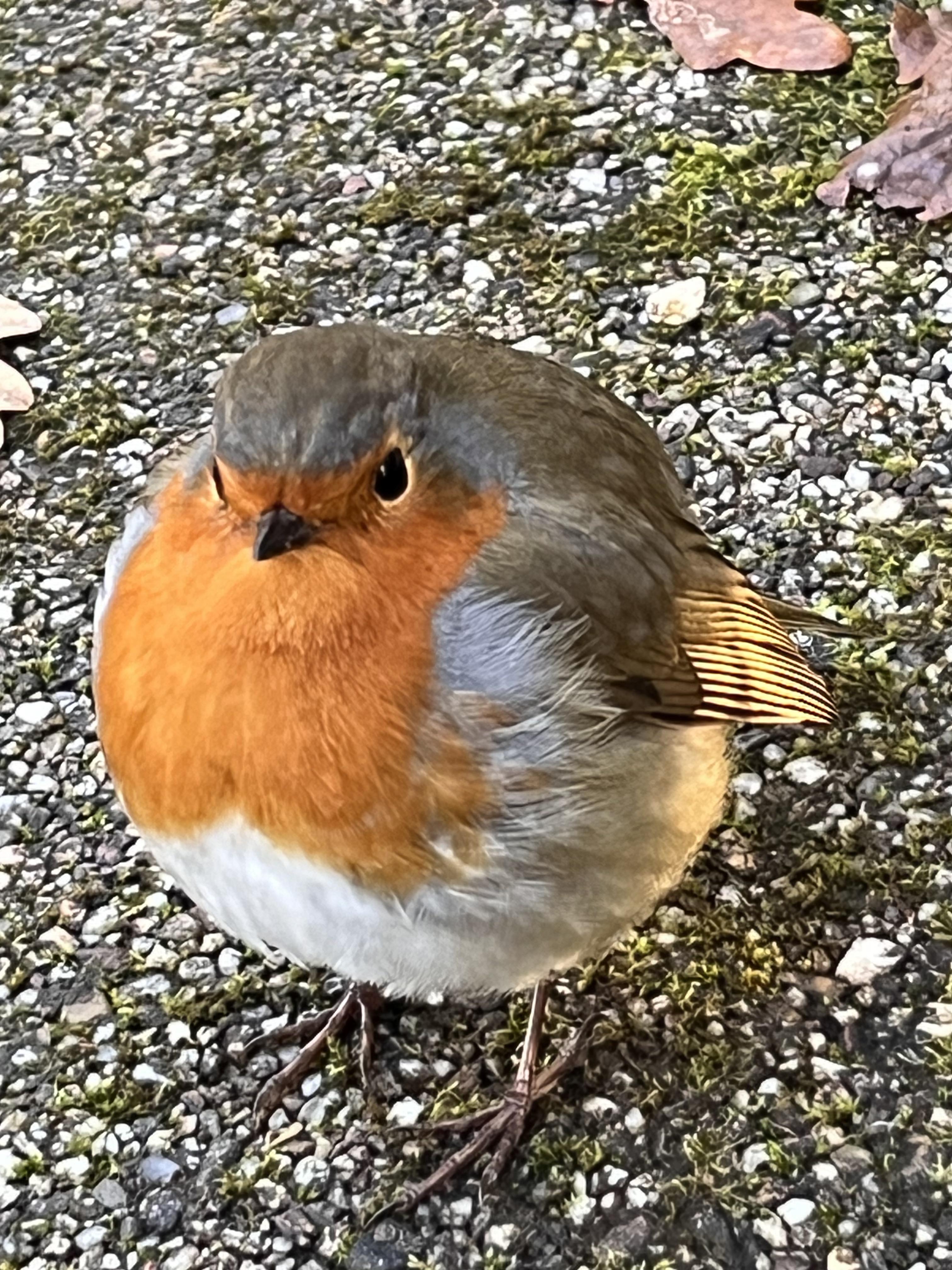 Assume The Bird Is A Perfect Sphere