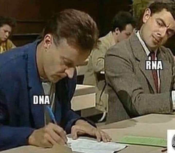RNA Vs DNA: The Molecular Personality Test