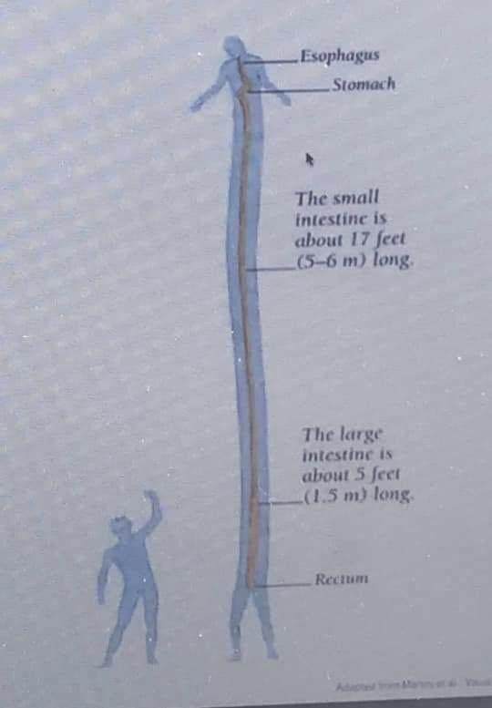The Small Print Of Intestinal Naming