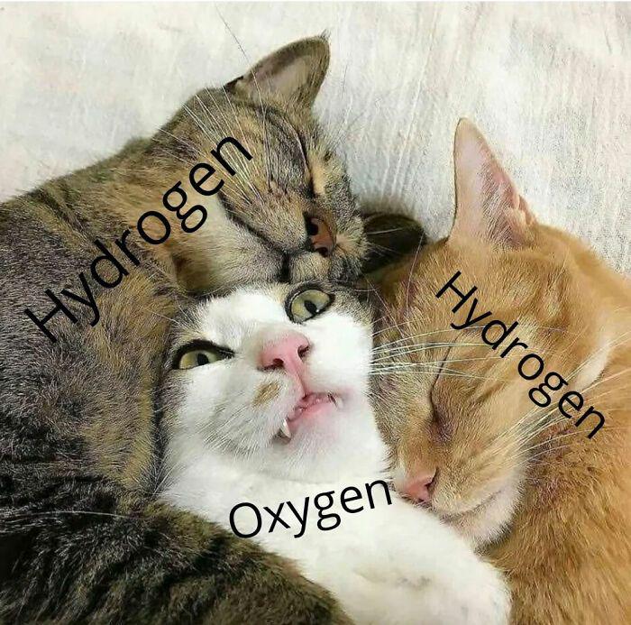 The Purr-iodic Elements Of Water
