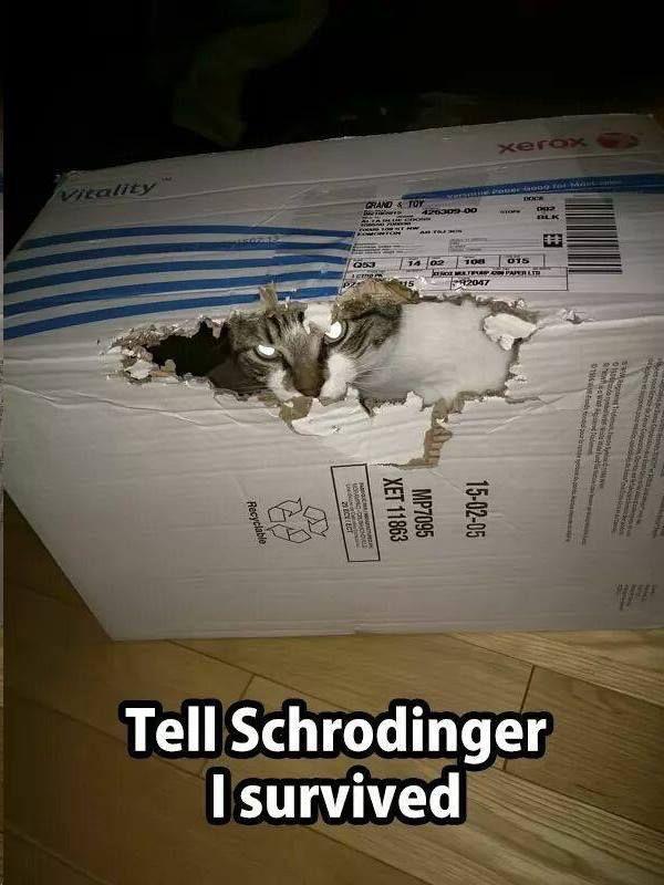 Schrödinger's Cat Has Entered The Chat