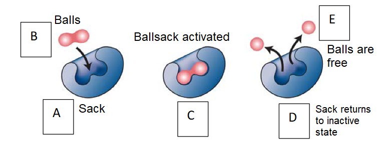 Mechanism Of Enzyme Activity