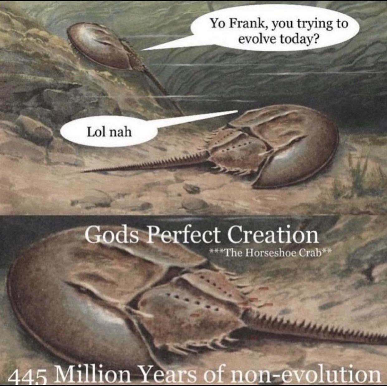 Half Horse, Half Shoe, All Evolutionary Overachiever