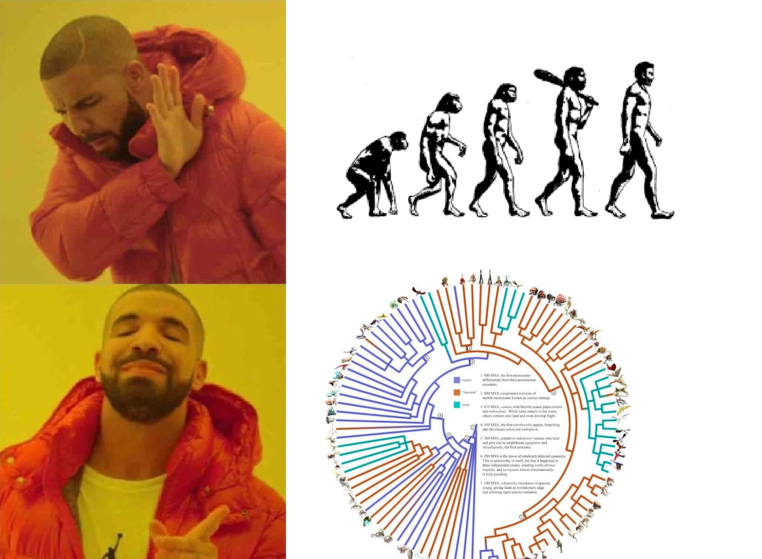 Use A Cladogram, Not A "Progression" Diagram!