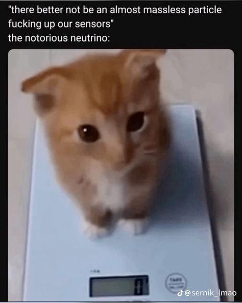 The Notorious Neutrino: Physics' Most Elusive Troll