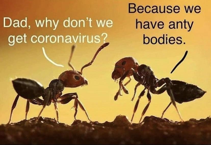 Anty Bodies: Immune System Humor For The Six-Legged