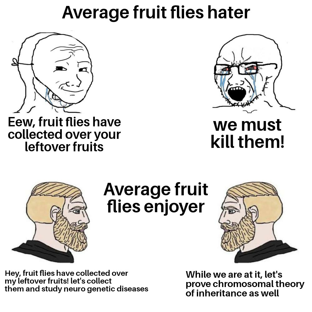 All Hail Drosophila Melanogaster!