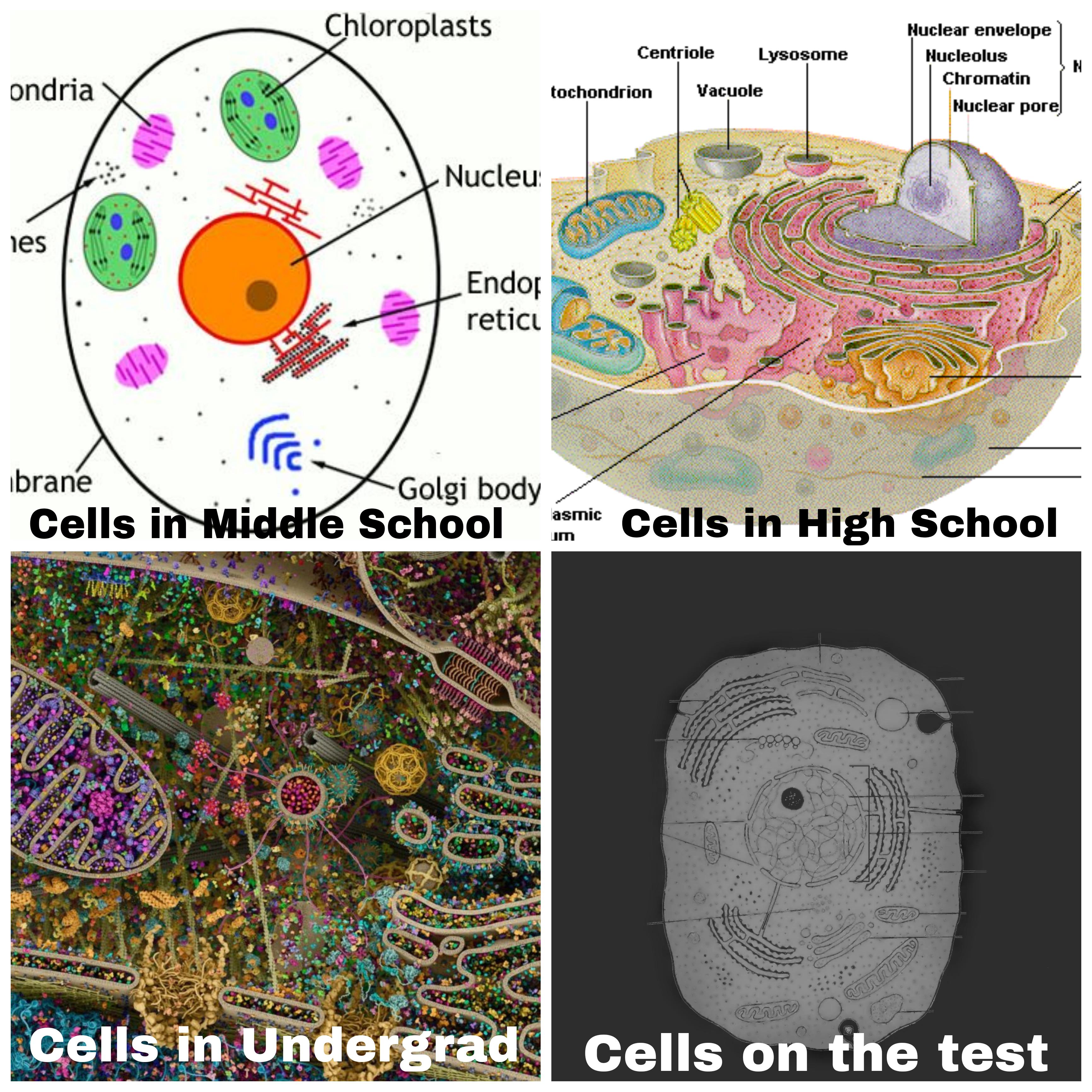 The Tragic Evolution Of Cell Diagrams In Education
