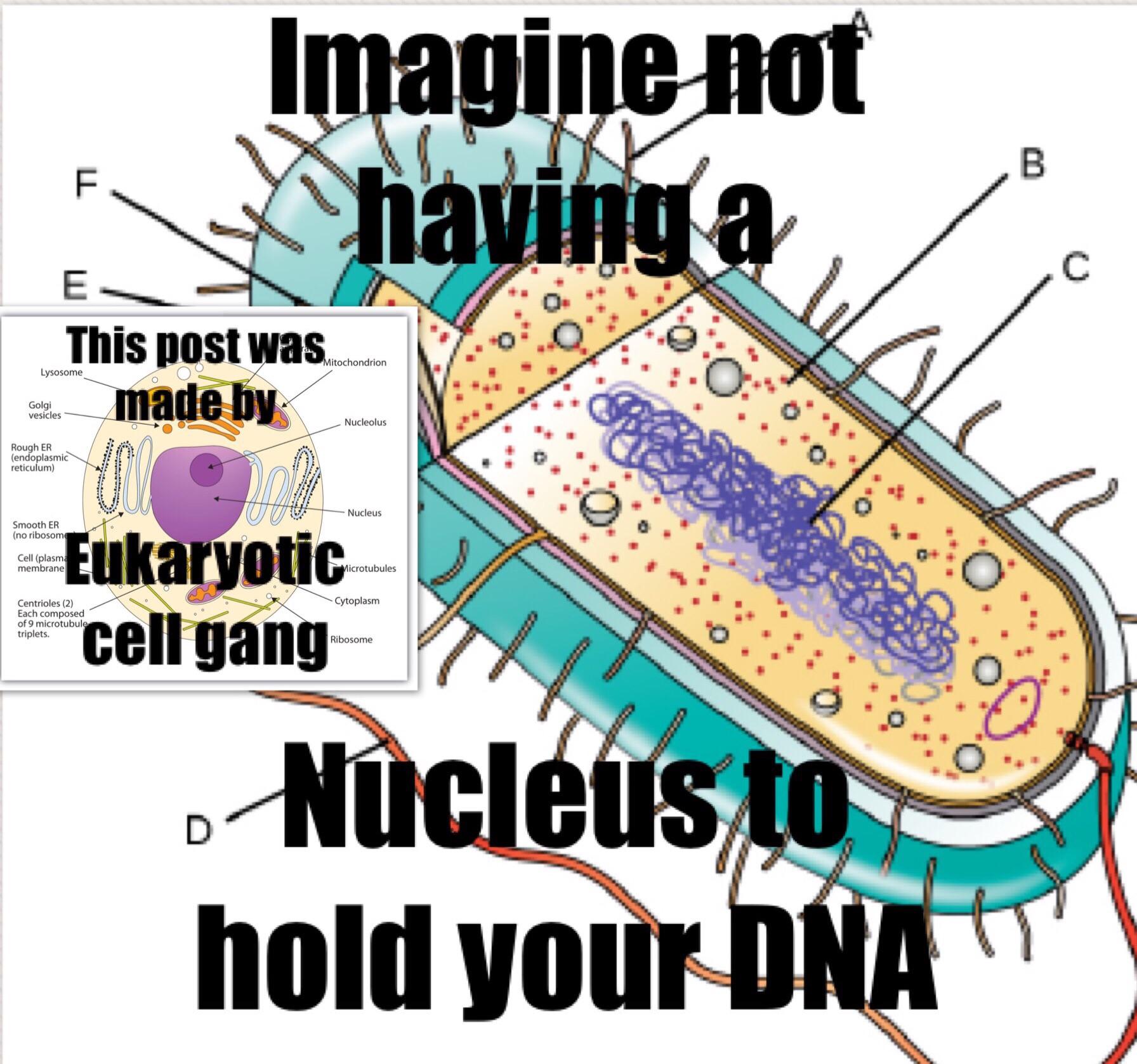 I Guess You Can Call Me A Eukaryote Supremacist