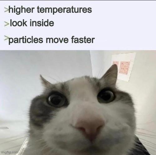 The Feline Physicist's Existential Crisis