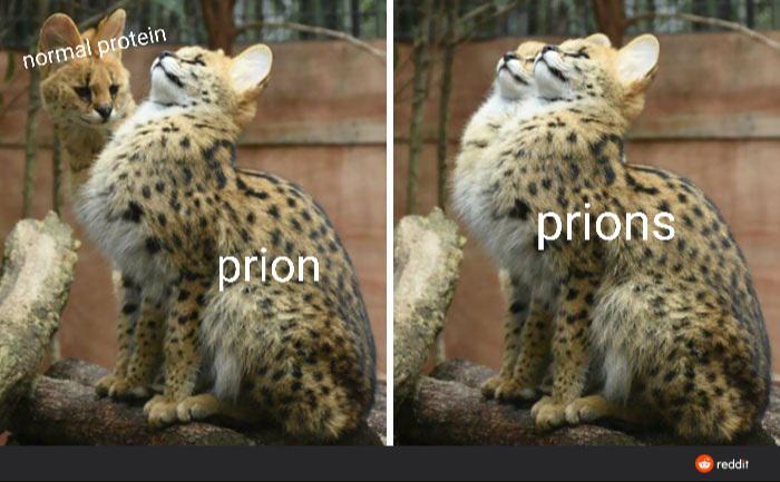 Prion Disease In A Nutshell