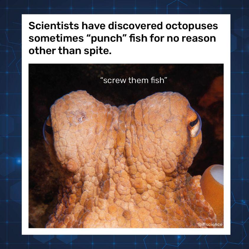 Octopuses: The Ocean's Spiteful Geniuses