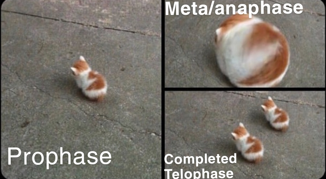 Stages Of Meowtosis