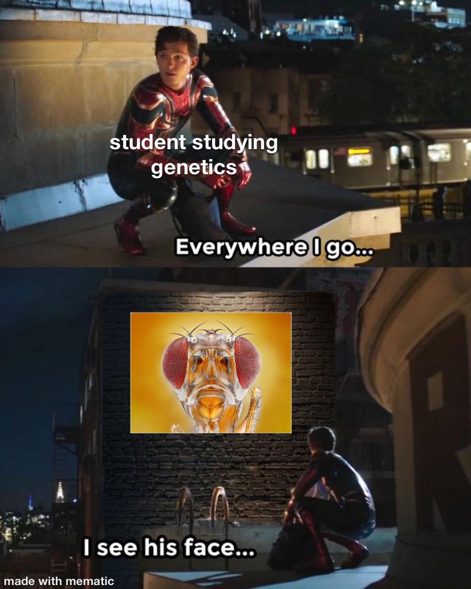 Drosophila Melanogaster Supremacy