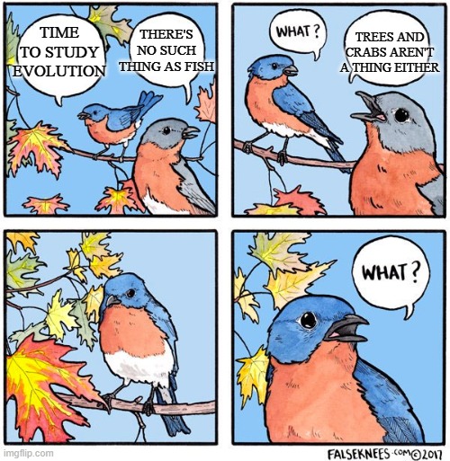 The Same Way A Bee And A Bat Arent A Bird Not Everything That Swims Is A Fish