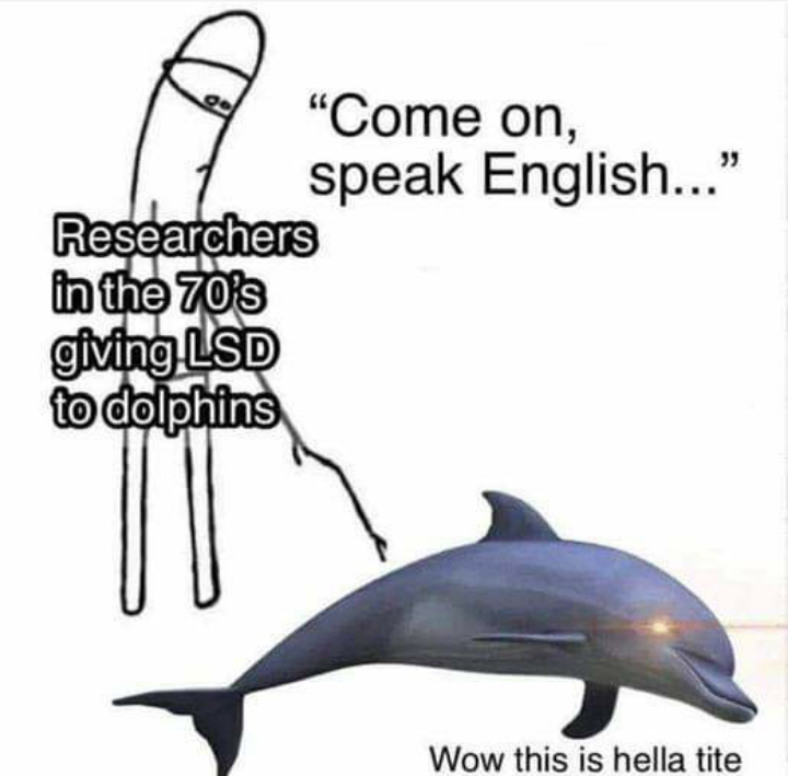 When Dolphins Got Higher Than Their IQs