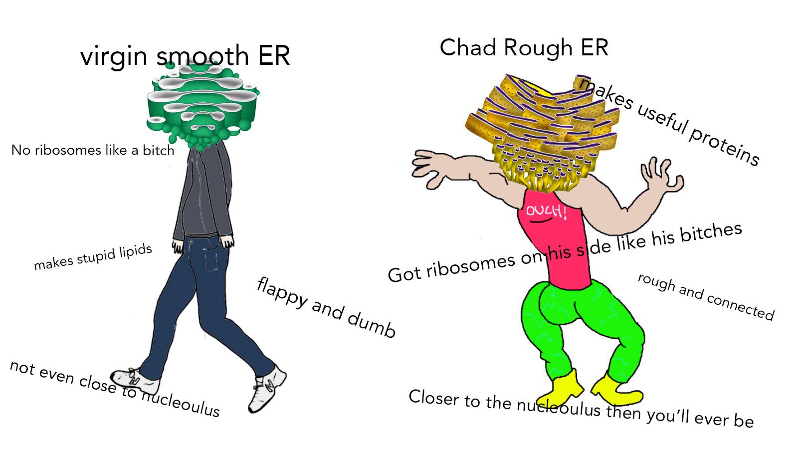 The Cellular Hierarchy: Smooth ER vs. Chad ER